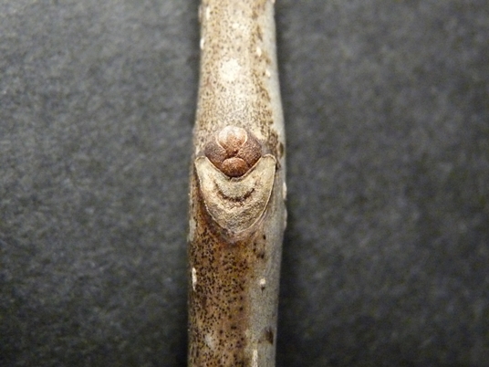 {Fraxinus americana}